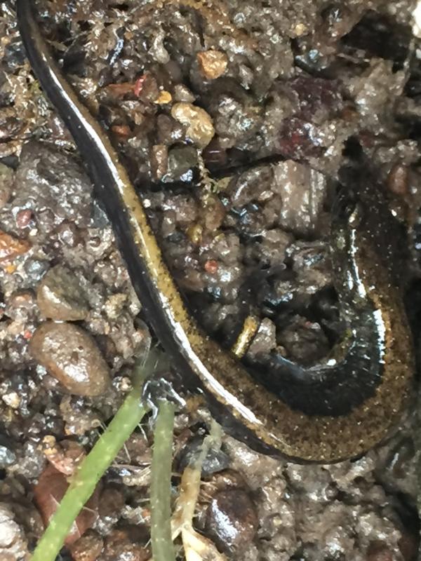 Dunn's Salamander (Plethodon dunni)