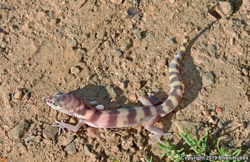 San Diego Banded Gecko (Coleonyx variegatus abbotti)