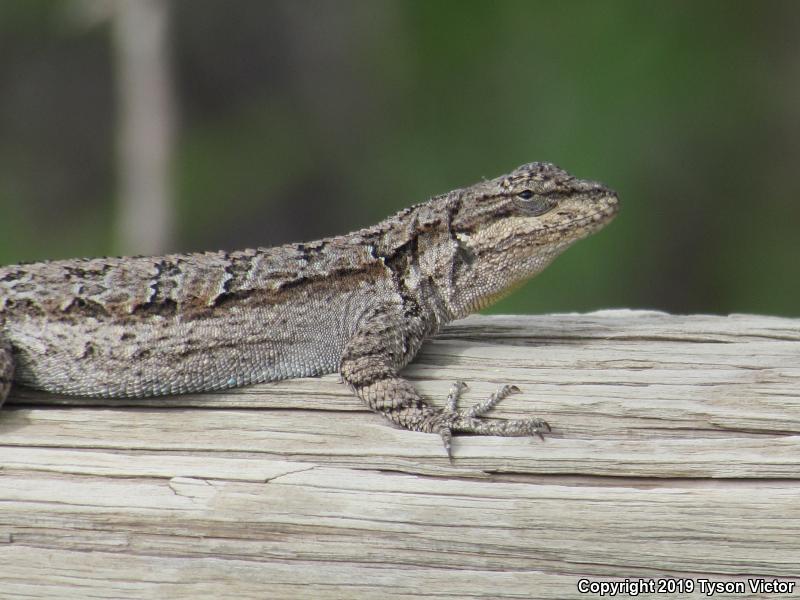 Northern Tree Lizard (Urosaurus ornatus wrighti)