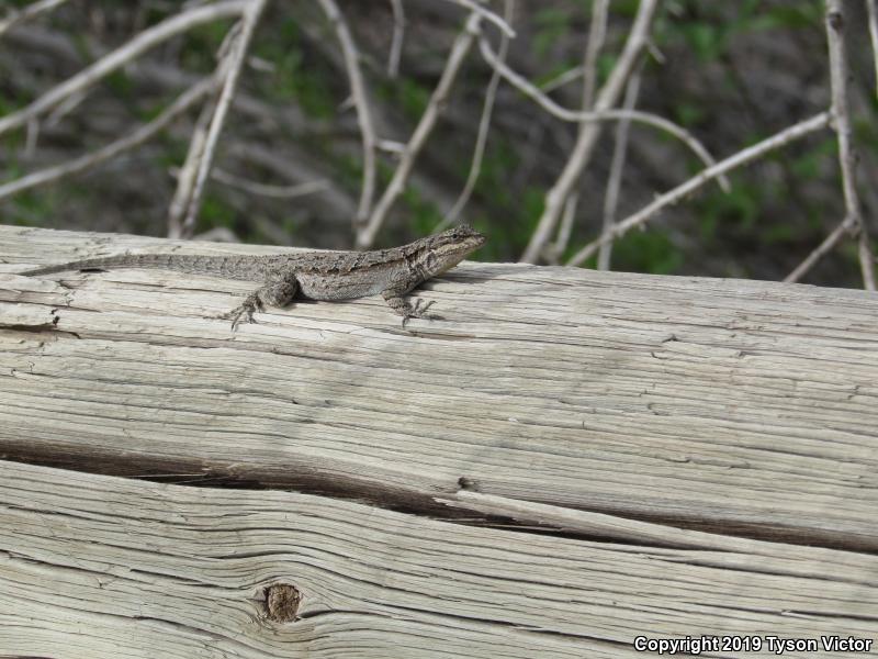 Northern Tree Lizard (Urosaurus ornatus wrighti)