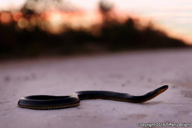 Glossy Crayfish Snake (Regina rigida rigida)