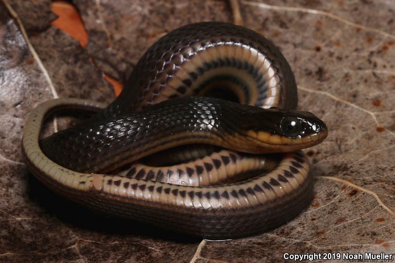 Glossy Crayfish Snake (Regina rigida)