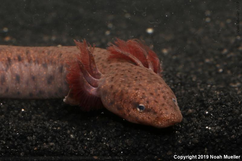 Gulf Coast Waterdog (Necturus beyeri)