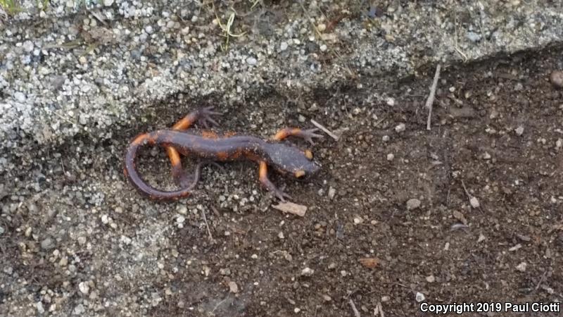 Sierra Nevada Ensatina (Ensatina eschscholtzii platensis)