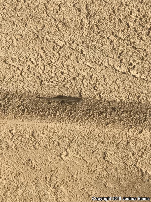 Eastern Side-blotched Lizard (Uta stansburiana stejnegeri)