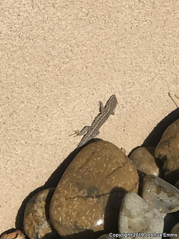 Eastern Side-blotched Lizard (Uta stansburiana stejnegeri)