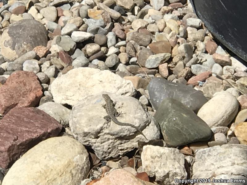 Eastern Side-blotched Lizard (Uta stansburiana stejnegeri)