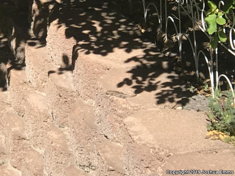 Eastern Side-blotched Lizard (Uta stansburiana stejnegeri)