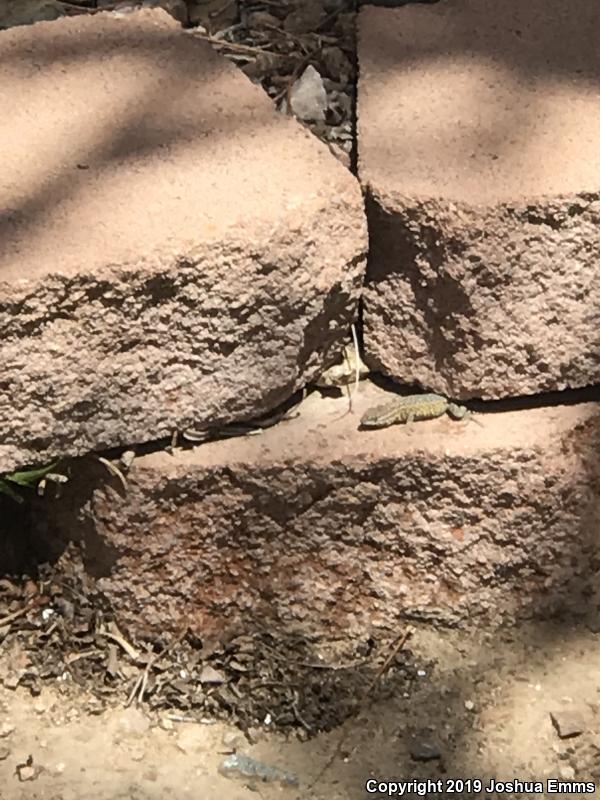 Eastern Side-blotched Lizard (Uta stansburiana stejnegeri)