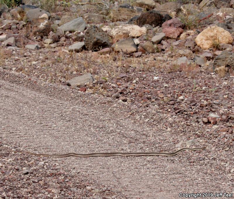 Desert Patch-nosed Snake (Salvadora hexalepis hexalepis)