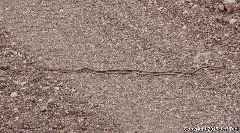 Desert Patch-nosed Snake (Salvadora hexalepis hexalepis)