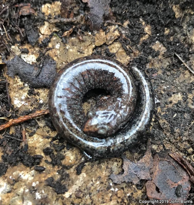 Northern Zigzag Salamander (Plethodon dorsalis)