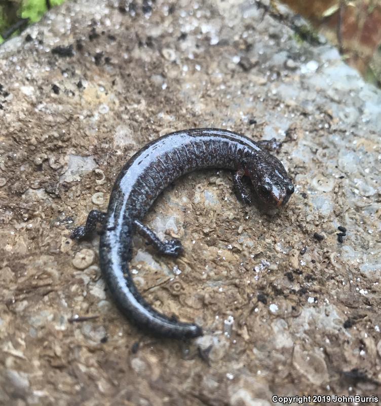 Northern Zigzag Salamander (Plethodon dorsalis)