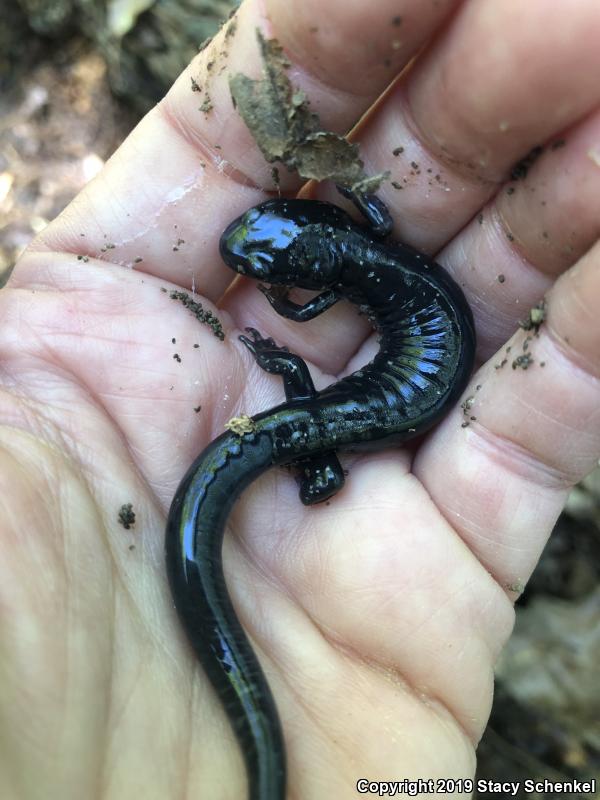 White-Spotted Slimy Salamander (Plethodon cylindraceus)