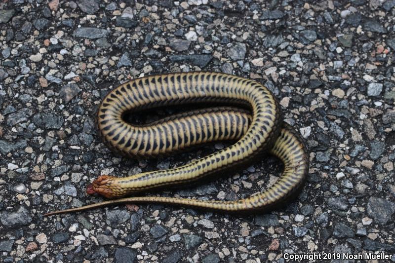 Glossy Crayfish Snake (Regina rigida)