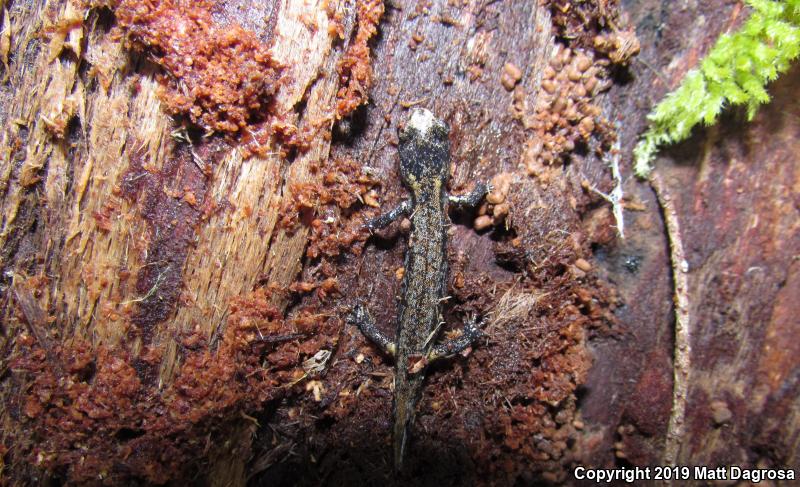 Clouded Salamander (Aneides ferreus)