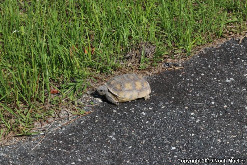 Gopher Tortoise (Gopherus polyphemus)