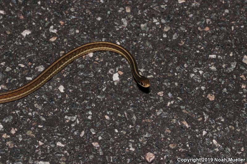 Peninsula Ribbonsnake (Thamnophis sauritus sackenii)