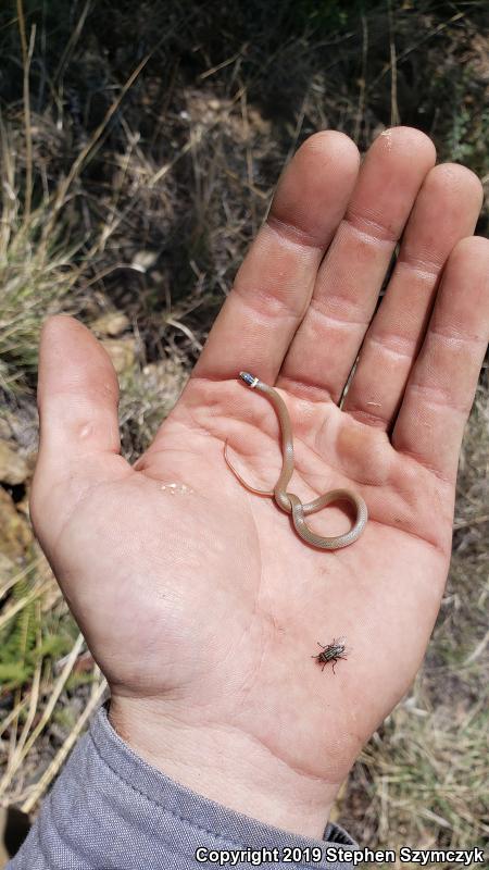 Chihuahuan Black-headed Snake (Tantilla wilcoxi)