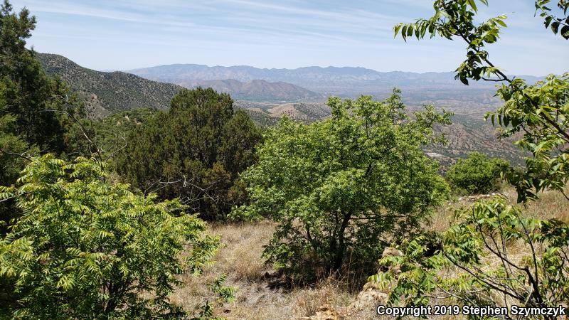 Chihuahuan Black-headed Snake (Tantilla wilcoxi)