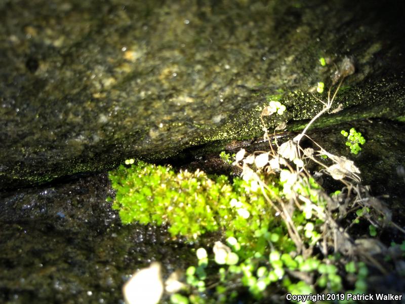 Mount Lyell Salamander (Hydromantes platycephalus)