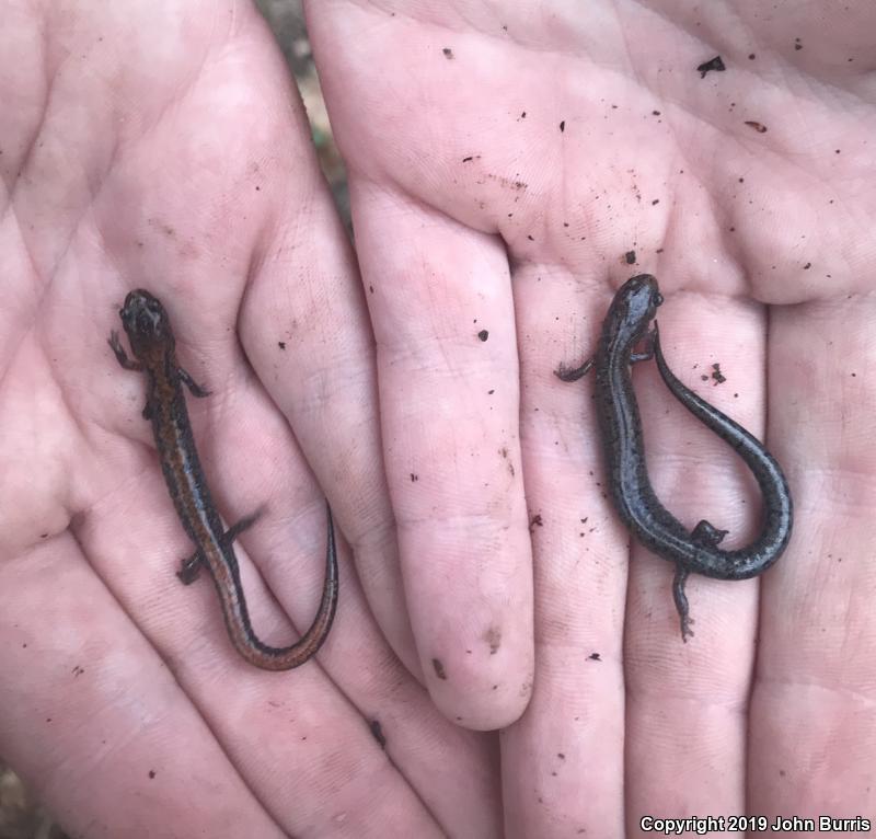 Northern Zigzag Salamander (Plethodon dorsalis)