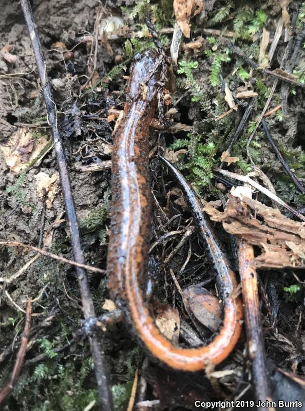 Northern Zigzag Salamander (Plethodon dorsalis)