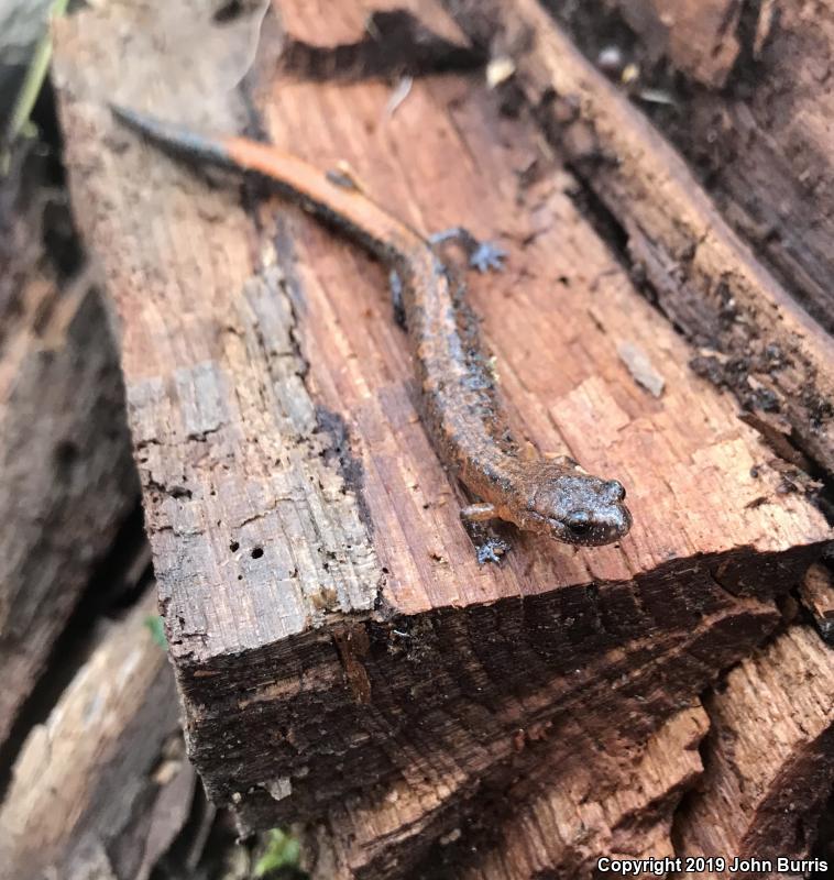 Northern Zigzag Salamander (Plethodon dorsalis)