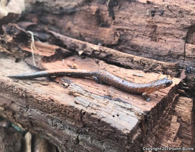 Northern Zigzag Salamander (Plethodon dorsalis)