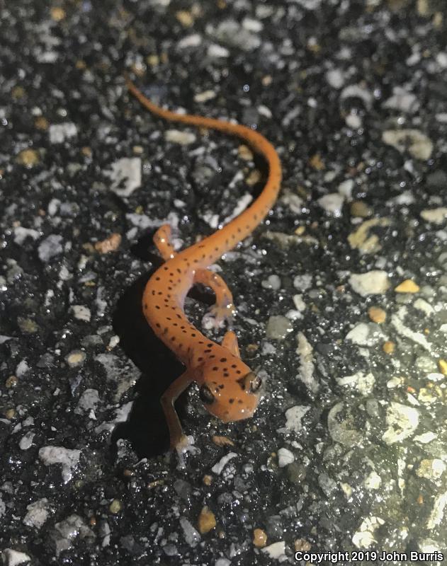 Cave Salamander (Eurycea lucifuga)