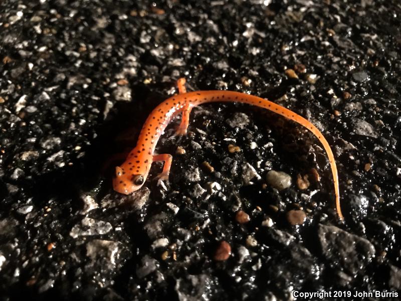 Cave Salamander (Eurycea lucifuga)