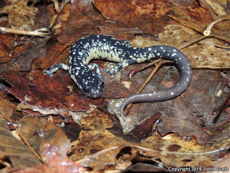 Western Slimy Salamander (Plethodon albagula)