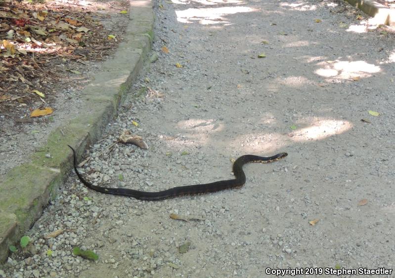 Banded Watersnake (Nerodia fasciata fasciata)