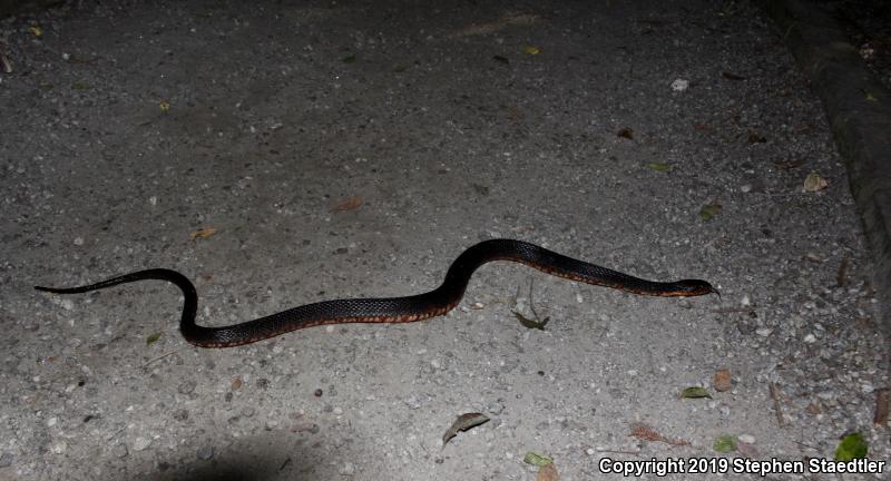 Banded Watersnake (Nerodia fasciata fasciata)