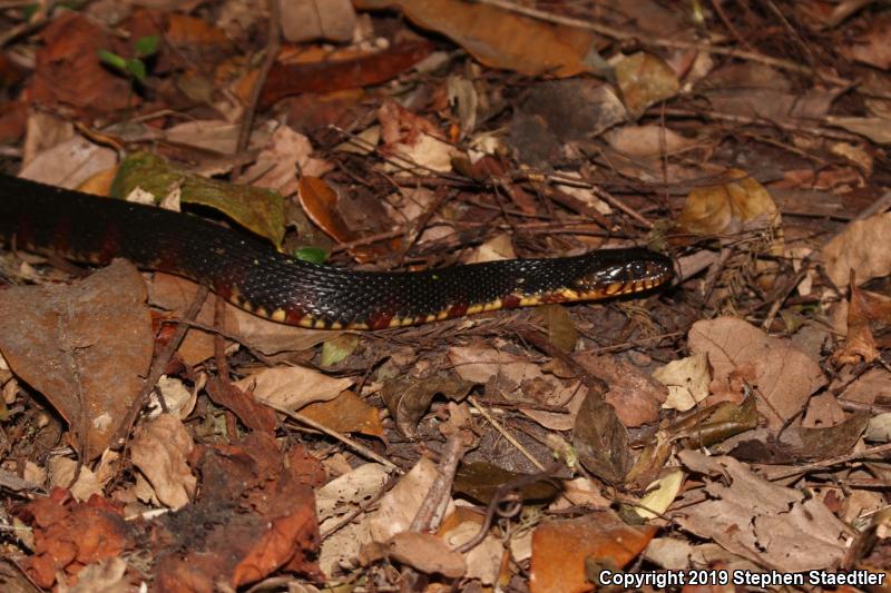 Banded Watersnake (Nerodia fasciata fasciata)