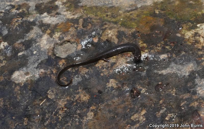 Oklahoma Salamander (Eurycea tynerensis)