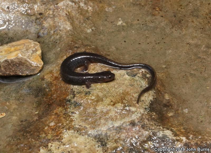 Oklahoma Salamander (Eurycea tynerensis)