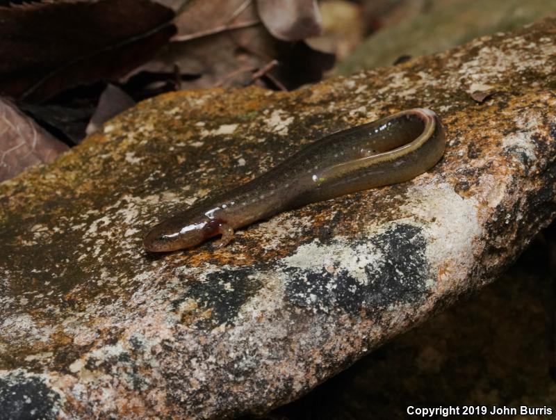 Oklahoma Salamander (Eurycea tynerensis)