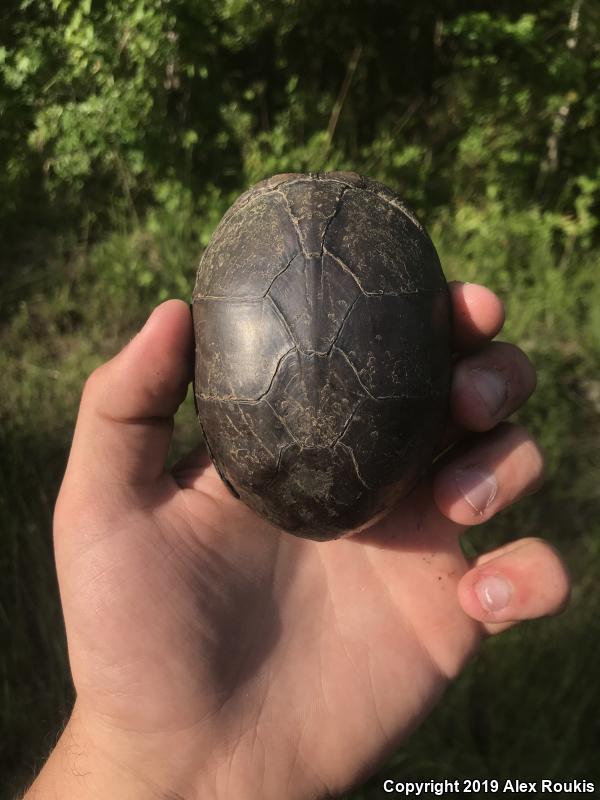 Eastern Mud Turtle (Kinosternon subrubrum subrubrum)