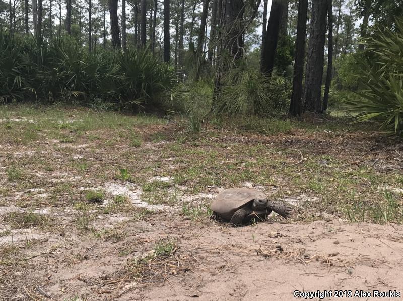 Gopher Tortoise (Gopherus polyphemus)