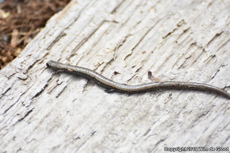 Gabilan Mountains Slender Salamander (Batrachoseps gavilanensis)