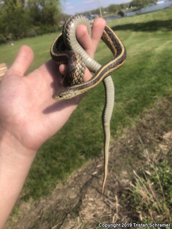 Red-sided Gartersnake (Thamnophis sirtalis parietalis)