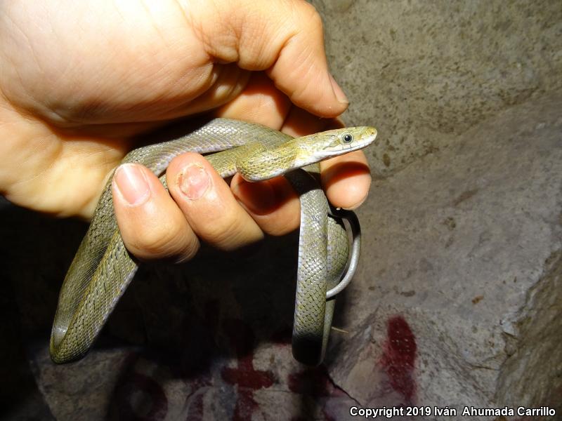 Green Ratsnake (Senticolis triaspis)