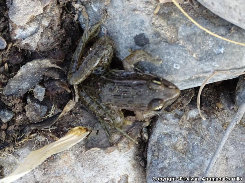 Northwest Mexico Leopard Frog (Lithobates magnaocularis)