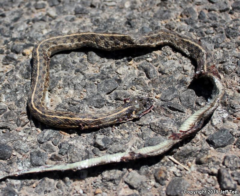 Checkered Gartersnake (Thamnophis marcianus marcianus)