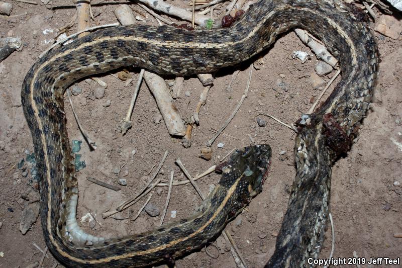 Checkered Gartersnake (Thamnophis marcianus marcianus)