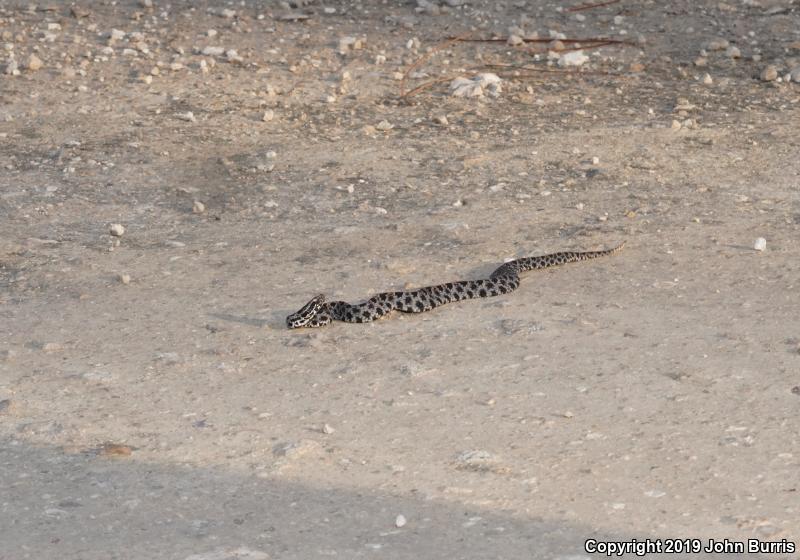 Dusky Pigmy Rattlesnake (Sistrurus miliarius barbouri)