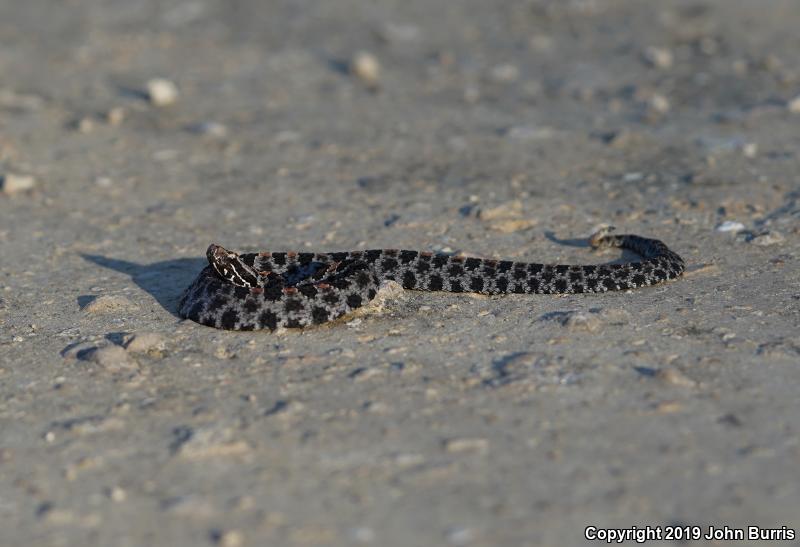 Dusky Pigmy Rattlesnake (Sistrurus miliarius barbouri)