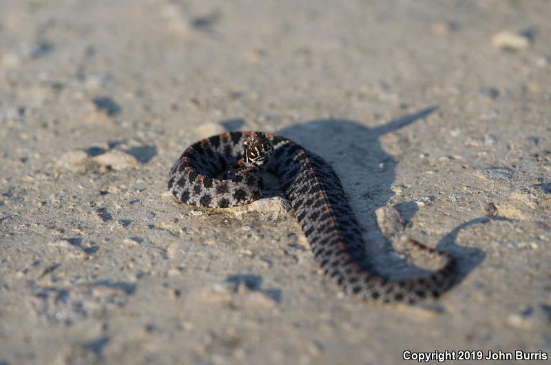 Dusky Pigmy Rattlesnake (Sistrurus miliarius barbouri)