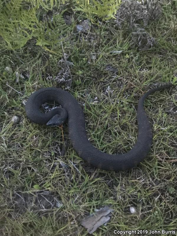 Banded Watersnake (Nerodia fasciata fasciata)